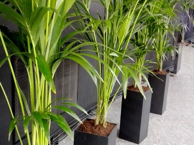 Event plant rental